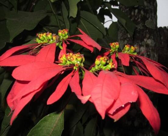 一品紅多久澆一次水，不同季節(jié)不同澆水量(澆則澆透)