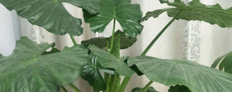 滴水觀音怎樣養(yǎng)護(hù)才能綠油油