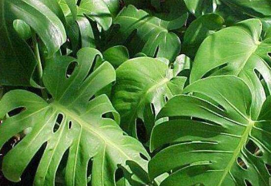 龜背竹黑斑病怎么辦，及時(shí)摘除病葉、噴灑藥物/保持通風(fēng)透氣