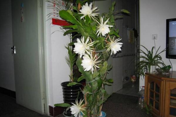 曇花多久開(kāi)一次花，樹(shù)齡達(dá)到3年以后每年開(kāi)一次花