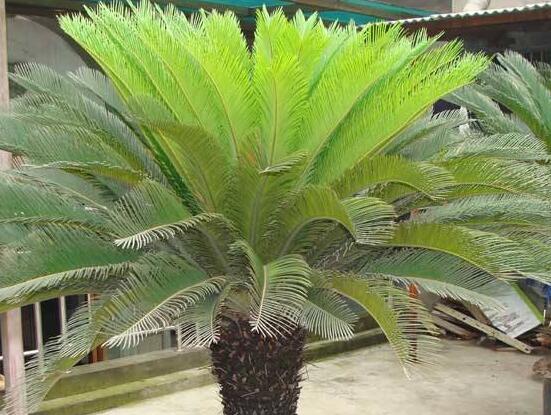 鐵樹葉子發(fā)黃怎么辦，鐵樹葉子發(fā)黃解決辦法