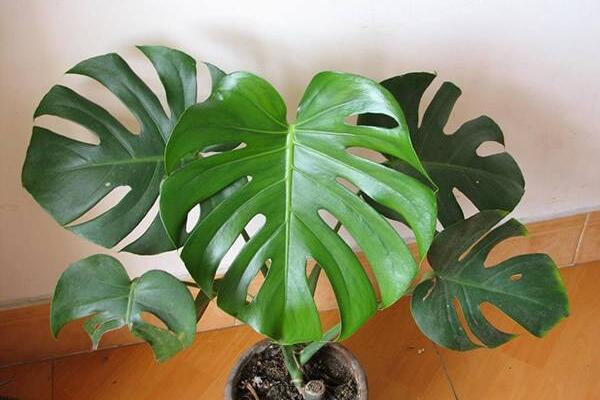 小龜背竹的養(yǎng)殖方法，做好以下五個要點即可