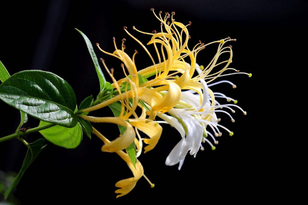 斷腸草和金銀花的區(qū)別，形態(tài)/觸感/花朵/功效不同