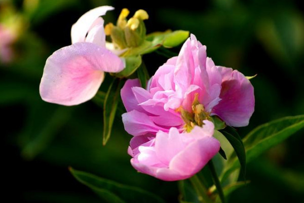 庭院牡丹如何過(guò)冬
