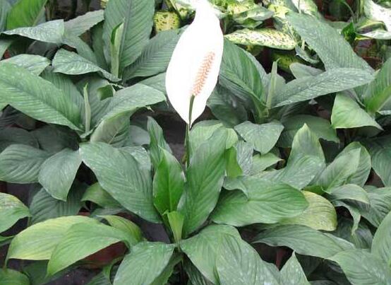 一帆風(fēng)順葉子下垂，四種原因以及解決辦法