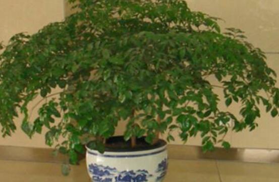 幸福樹葉子一碰就掉，教你四種原因以及解決方法