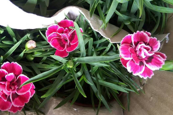 康乃馨水養(yǎng)能養(yǎng)多久