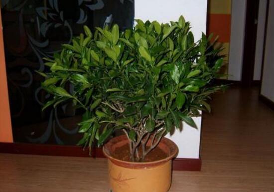 平安樹怎么養(yǎng)才茂盛，平安樹的養(yǎng)殖方法