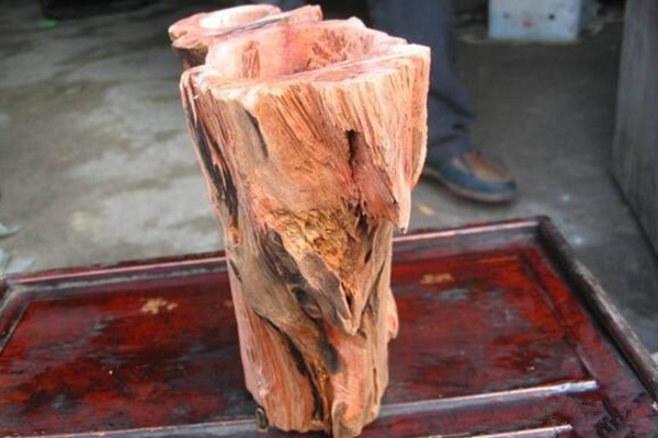 紅豆杉有什么作用，全面講解紅豆杉的作用以及價值