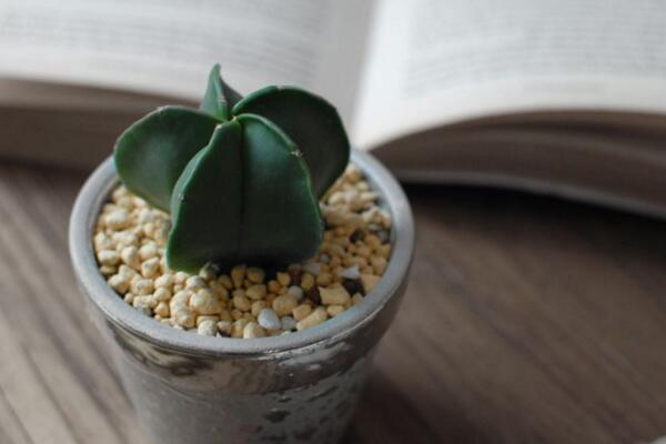 最名貴的仙人球，長相都非常奇特