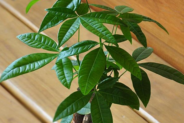 發(fā)財(cái)樹(shù)澆水往哪里澆