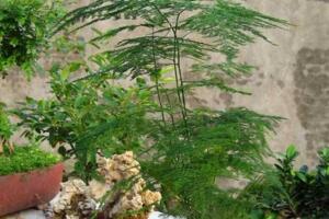 文竹怎么繁殖，播種繁殖/分株繁殖/扦插繁殖