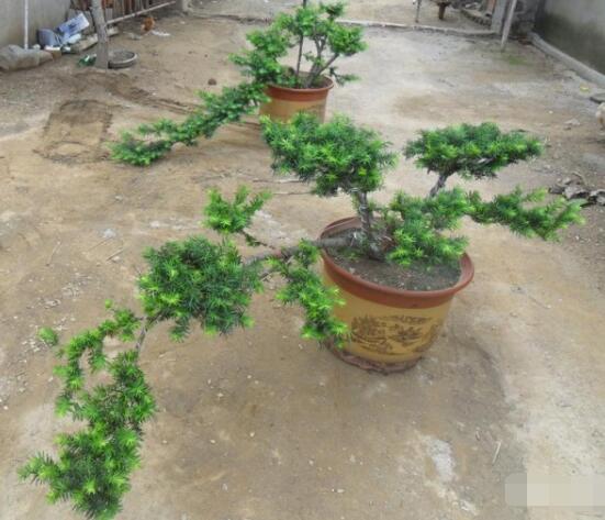 紅豆杉可以種庭院?jiǎn)幔梢?幸福安康，家庭和睦