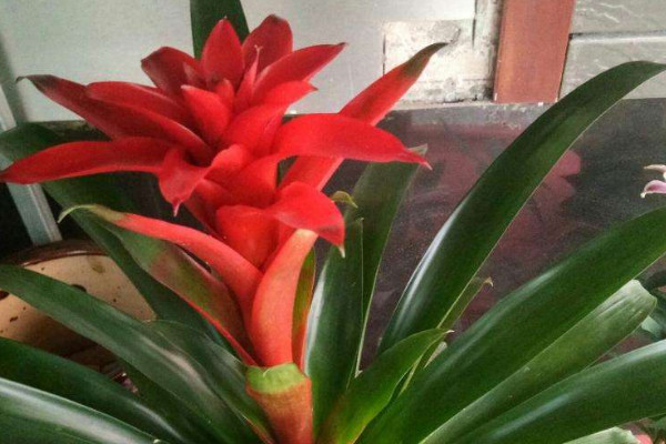 鴻運當(dāng)頭花怎樣移植