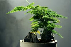 文竹冬天怎么澆水，保持土壤偏干燥即可