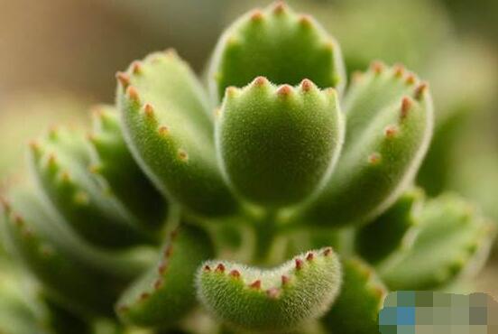 熊童子掉葉子怎么回事，三種原因以及解決方法