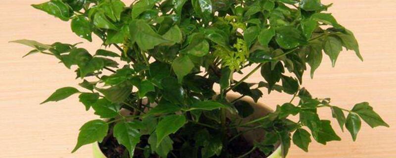 幸福樹(shù)為什么葉子發(fā)干