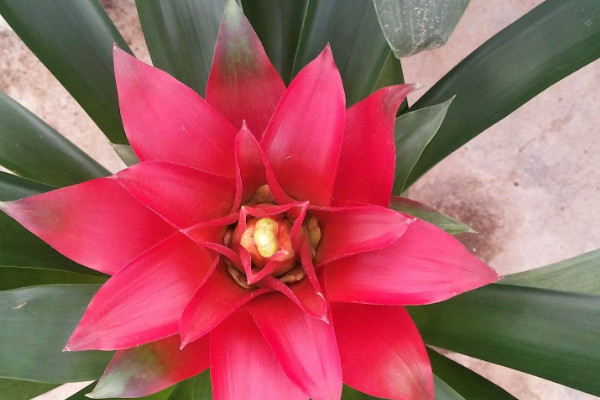 鴻運當頭冬天好養(yǎng)嗎