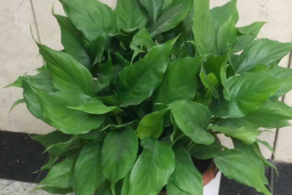 萬年青從根部剪了怎么不發(fā)芽