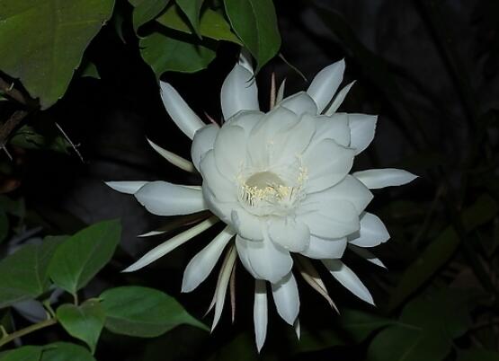 家里養(yǎng)曇花吉利嗎，好運(yùn)來(lái)臨、驚喜不斷(吉祥如意)