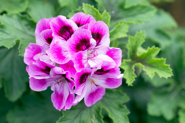 北方天竺葵怎么越冬