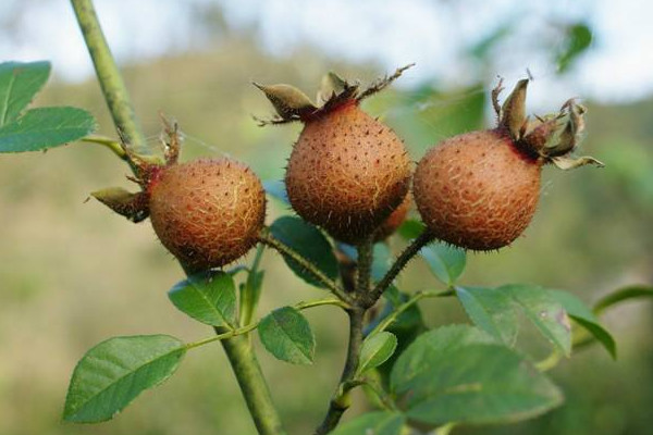 金櫻子種子如何能發(fā)芽