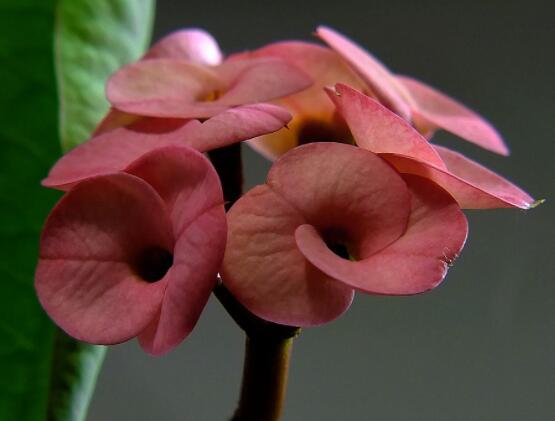 虎刺梅花瓣有毒嗎，皮膚接觸紅腫發(fā)癢/誤食惡心嘔吐