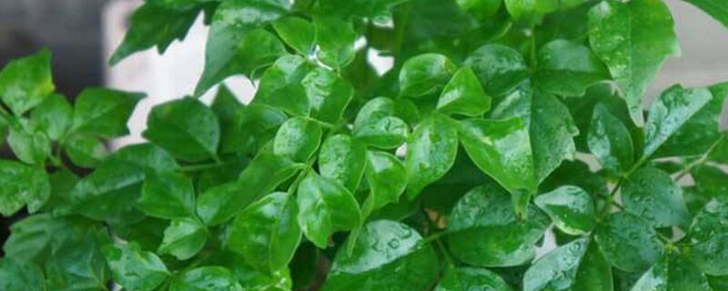 幸福樹(shù)掉葉子怎么辦