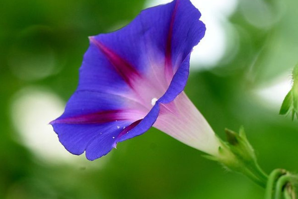 牽?；ǘ煸谑覂?nèi)種可行嗎