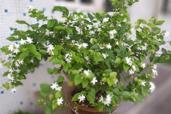 盆栽茉莉的養(yǎng)殖方法和注意事項(xiàng)，每日接受5小時(shí)光照