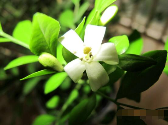 九里香盆景修剪，老農(nóng)總結(jié)四大基本步驟(摘心/摘芽/修枝/摘葉)