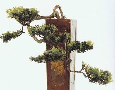 羅漢松最佳修剪時(shí)間，常年都可以進(jìn)行修剪