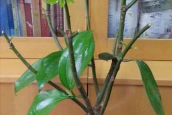 平安樹修剪方法圖解