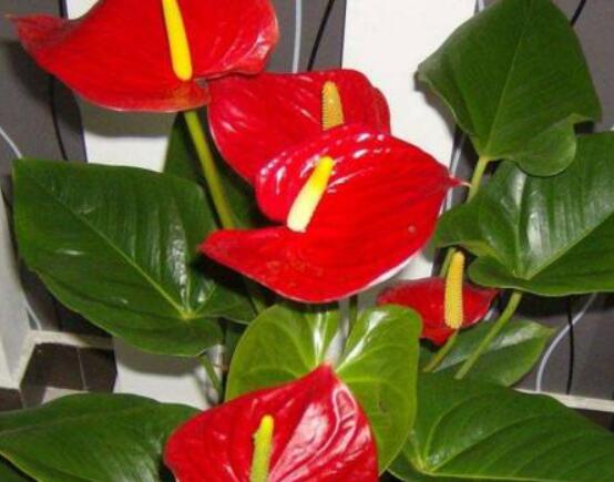 紅掌怎么養(yǎng)才能開花，只需要做好六點(diǎn)花開茂盛