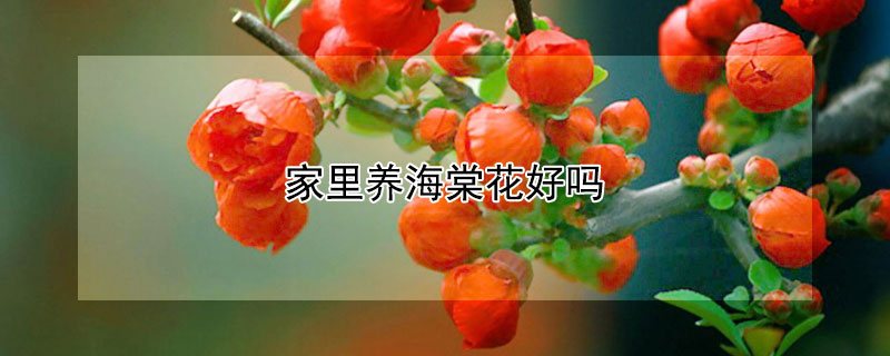 家里養(yǎng)海棠花好嗎