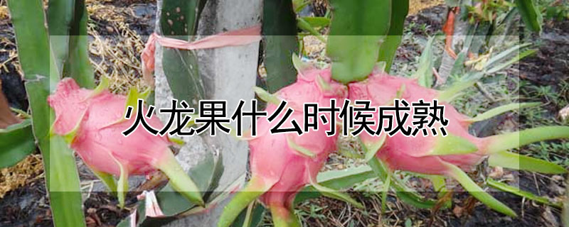 火龍果什么時候成熟