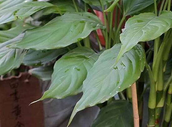 萬(wàn)年青的象征意義，象征著健康長(zhǎng)壽，福如東海