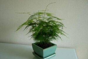 文竹怎么養(yǎng)才能更旺盛，提供充足散射光及時(shí)施肥