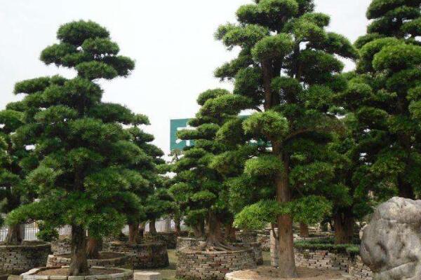 十大羅漢松品種，羅漢松常見(jiàn)品種介紹