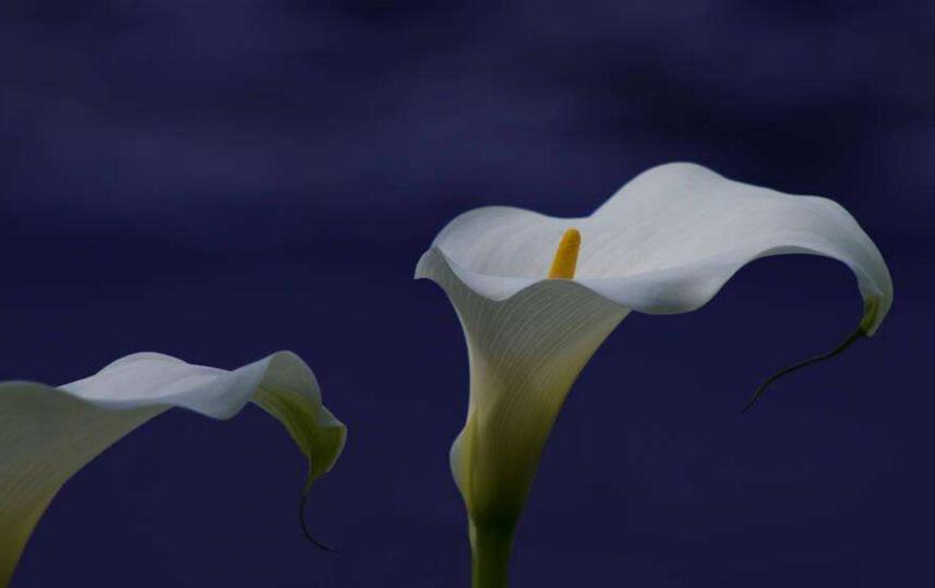 白馬蹄蓮花語是什么，寓意著忠貞不渝的愛情