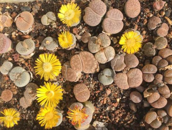 生石花怎么養(yǎng)護，做好五點生長美觀茂盛