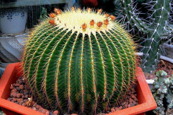 仙人球可以用沙子養(yǎng)嗎，光使用沙子是養(yǎng)不活的