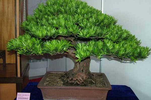 羅漢松盆景養(yǎng)殖方法，以下5點(diǎn)最為關(guān)鍵