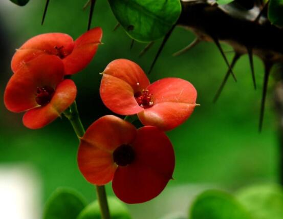 虎刺梅病蟲害及防治，根腐病與介殼蟲最為常見