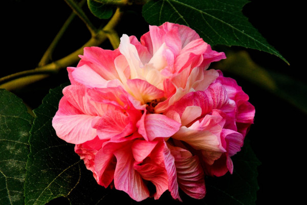 芙蓉花秋天為什么不長了