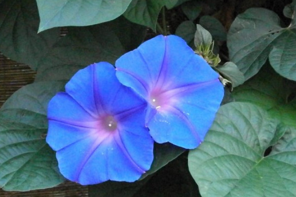 牽?；ㄩ_花后要修剪嗎