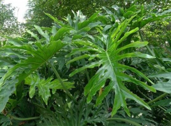 龜背竹晚上放臥室嗎，可以/凈化空氣、添福加壽、有利健康