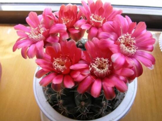 哪種仙人球開(kāi)花最漂亮，令箭荷花欣賞價(jià)值最高