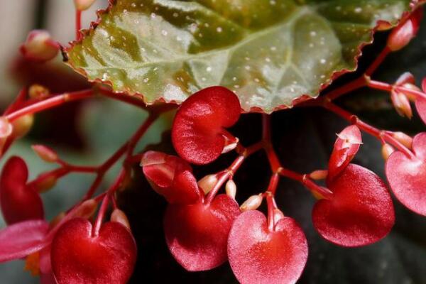 竹葉秋海棠怎樣養(yǎng)護(hù)