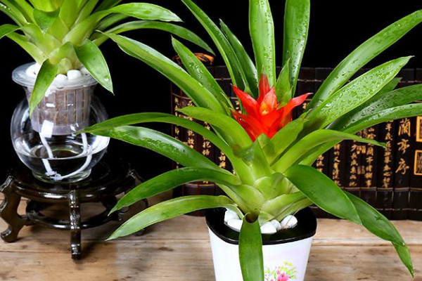 鴻運當(dāng)頭發(fā)芽了怎么辦